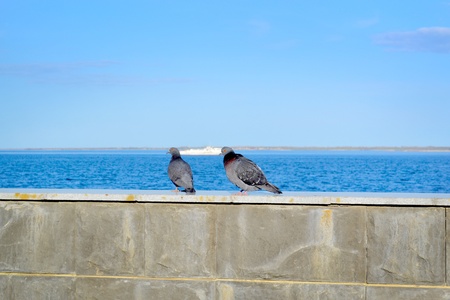 grey doves in loveの写真素材