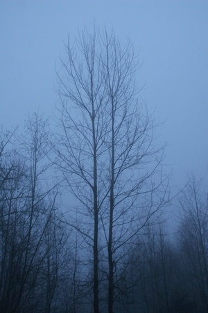 Twilight Treeの写真素材