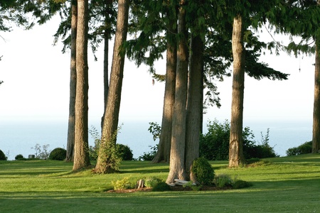 Treesの写真素材