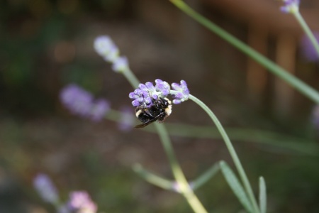 Bee on Lavender