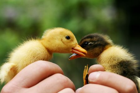 Yellow and black duckling held in handsの写真素材