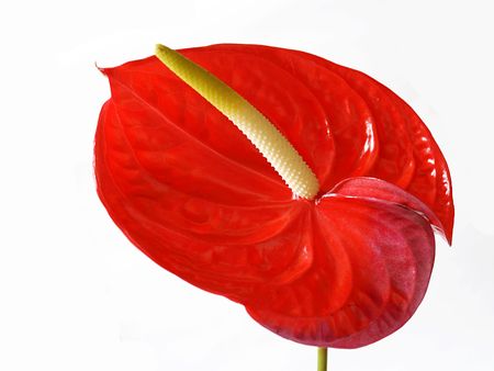 Red flowerの写真素材