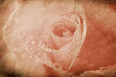 Vintage rose in sepia tonesの写真素材