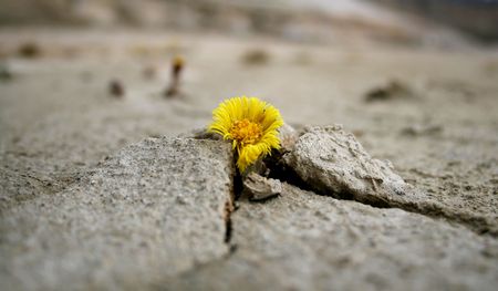 Yellow flower growing in hostile conditionsの写真素材