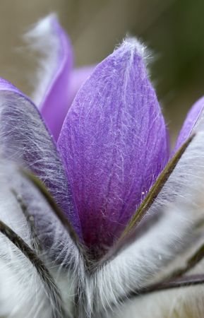 Beautiful fluffy spring flowerの写真素材