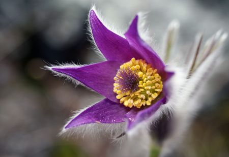 Beautiful fluffy spring flower