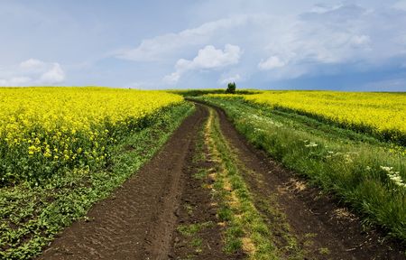 Country road in rape fieldの写真素材