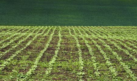 Cultivated land