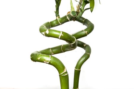 Bamboo isolated on whiteの写真素材