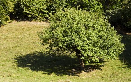Beautiful green tree