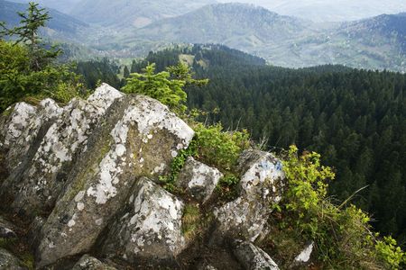  Landscape with firs and rocks