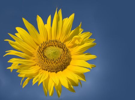 Sunflower against blue skyの写真素材