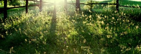 Sun rays over green gardenの写真素材