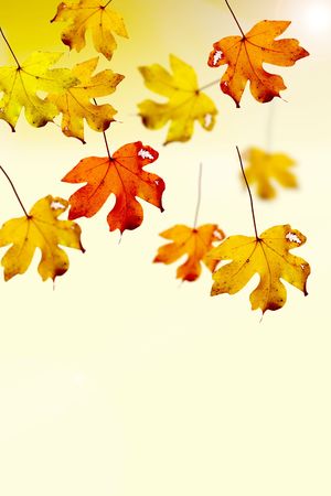 Autumn leaves falling into waterの写真素材