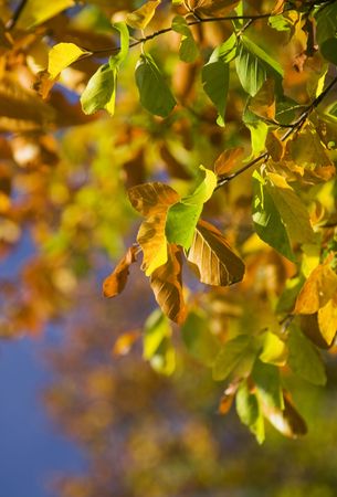 Autumn leavesの写真素材