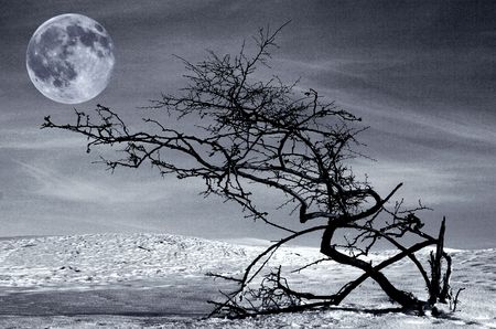 Dried tree and full moonの写真素材