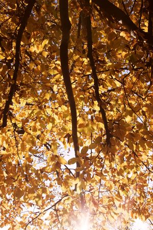 Autumn leaves