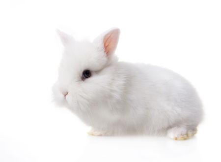 Cute baby rabbitの写真素材