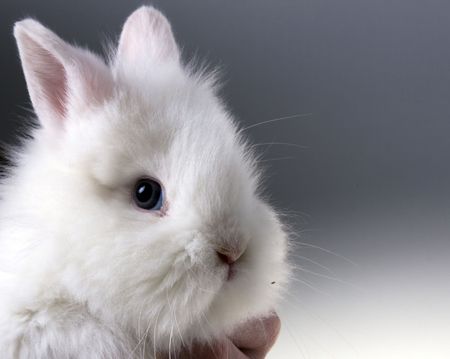 Cute baby rabbitの写真素材