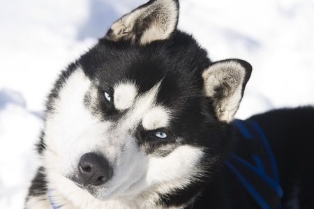 Siberian Husky in the Snow の写真素材