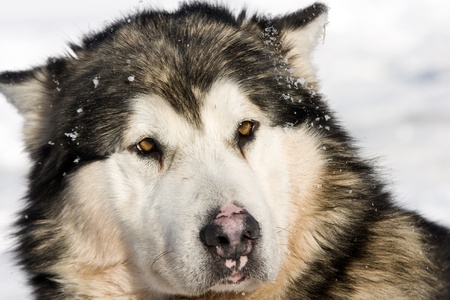 Siberian Husky in the Snow の写真素材