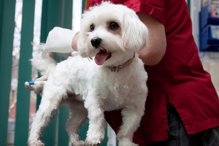 Vet examining a  cute bichon maltese dogの写真素材