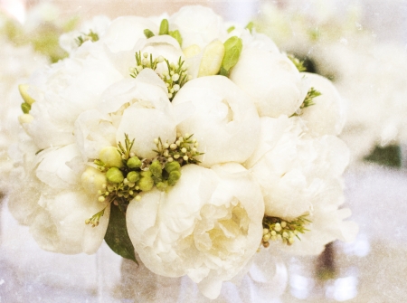 Vintage photo of white roseの写真素材