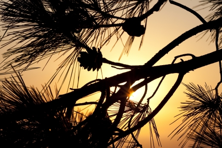 Close up of cones and pine at sunset の写真素材