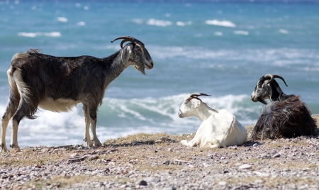 Goat looking at sea in Rhodesの写真素材