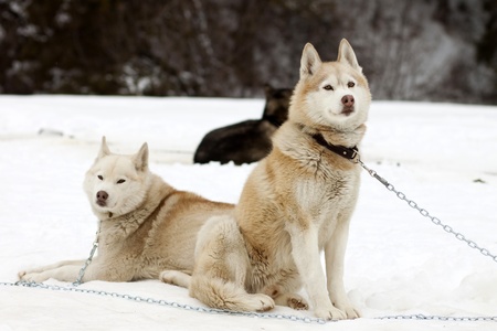 Sledge dogs before contest の写真素材
