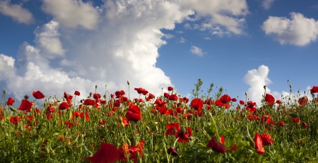Vivid poppy fieldの写真素材