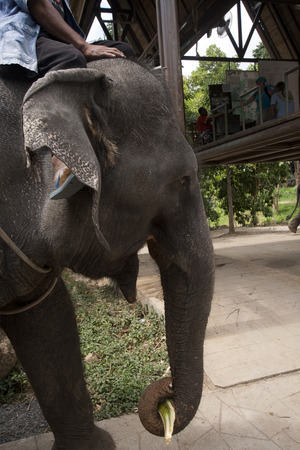 Elephant portrait の写真素材