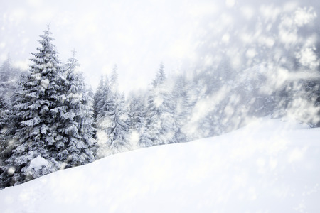 Christmas background with snowy fir treesの写真素材