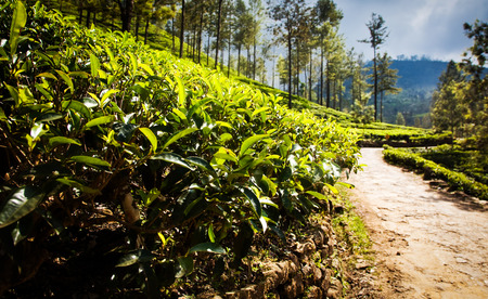 Tea plantation landscape in Sri Lanka