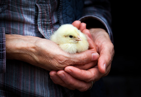 Baby chicken in hand
