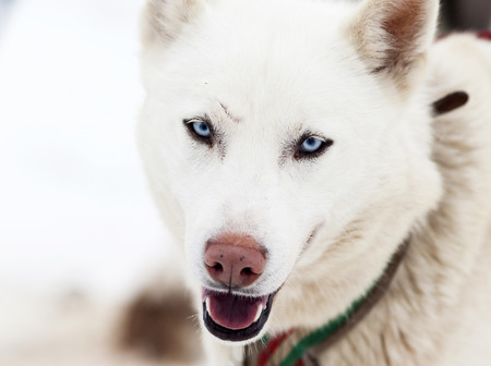 Husky portraitの写真素材
