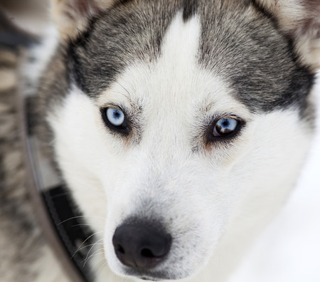 Husky portraitの写真素材