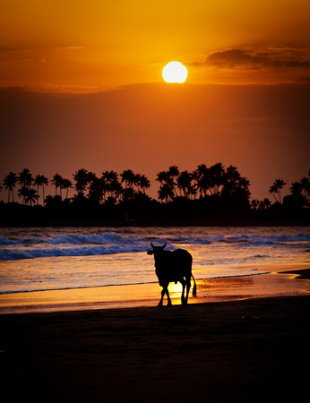 Cow at sunset on tropical beach in Sri Lankaの写真素材