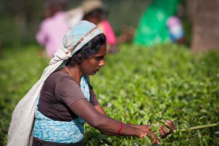 MASKELIYA, SRI LANKA - JANUARY 4 : Female tea picker in tea plantation in Maskeliya, January 4, 2015. Directly and indirectly, over one million Sri Lankans are employed in the tea industry.のeditorial素材