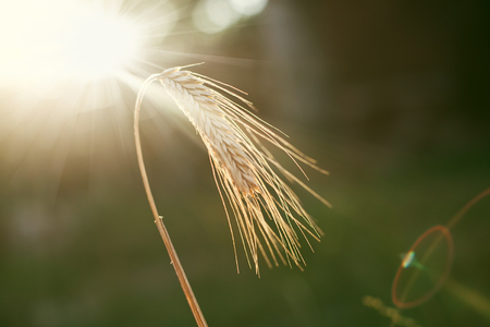wheat in sunsetの写真素材