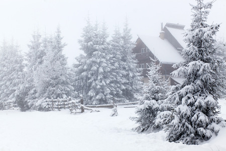 Winter landscape with snowy fir treesの写真素材