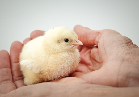 newborn chick on a farmer's handの写真素材