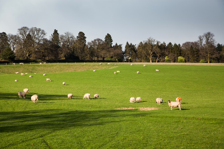sheep grazing on the beautiful green spring meadowの写真素材
