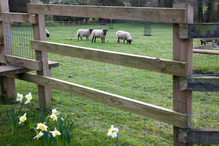 sheep grazing on the beautiful green spring meadowの写真素材
