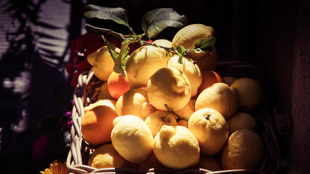 basket of fresh lemons on Amalfi Coast, Italyの写真素材
