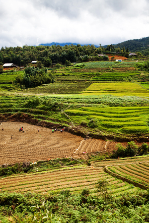 green paddy fields around Ma Tra village in the summer, Sa Pa, Vietnamの写真素材
