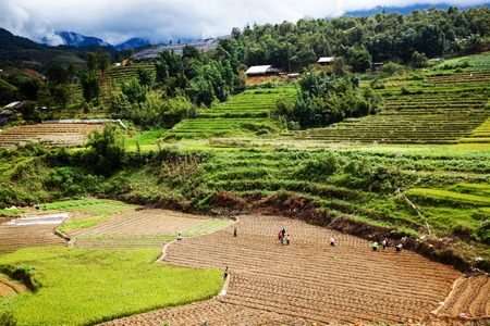 green paddy fields around Ma Tra village in the summer, Sa Pa, Vietnam