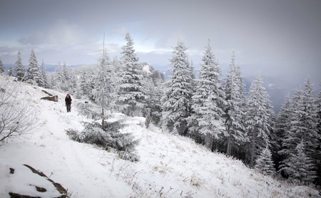 winter landscape with snowy fir trees in the mountains