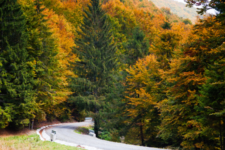 road in autumn forestの写真素材