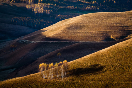 colorful trees in fall in Apuseni mountains, Romania